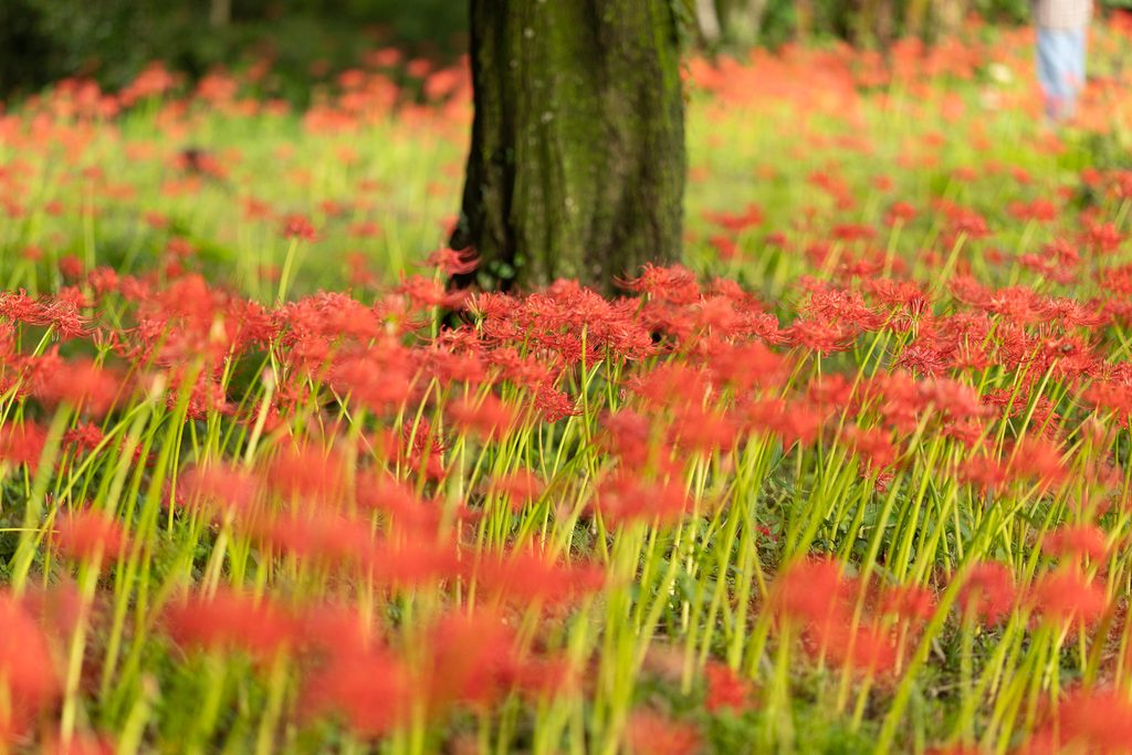 七ツ森古墳群の木の根元に広がる彼岸花