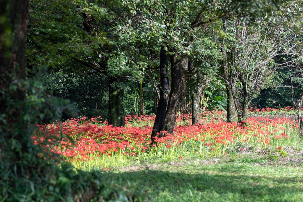 七ツ森古墳群の林の中に群生する彼岸花