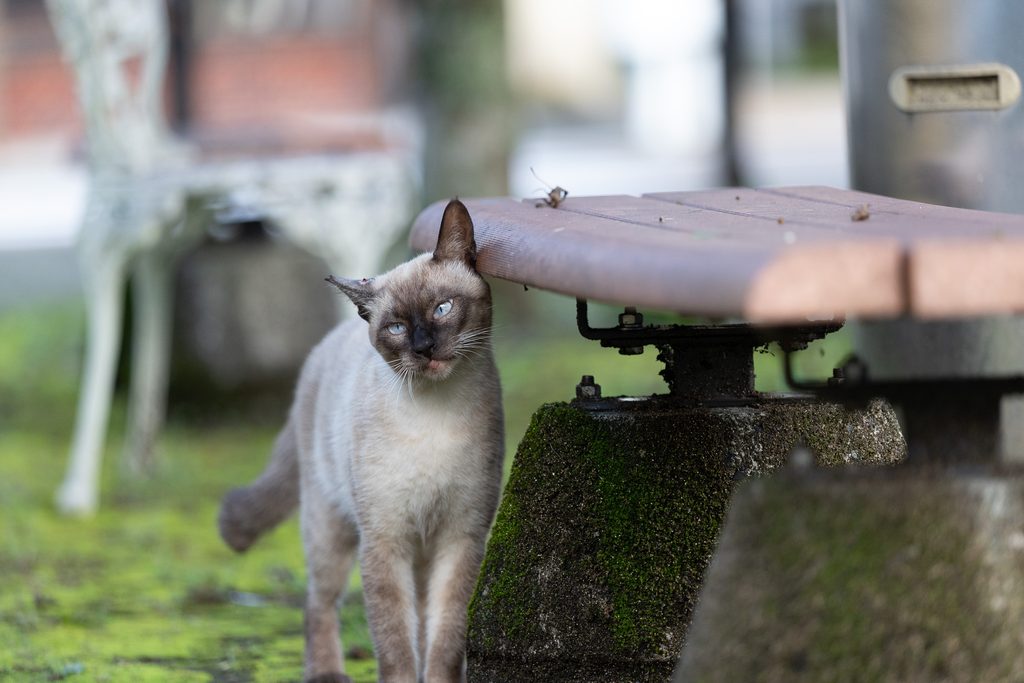 長湯温泉街のベンチ横でこちらを見る青い目の猫