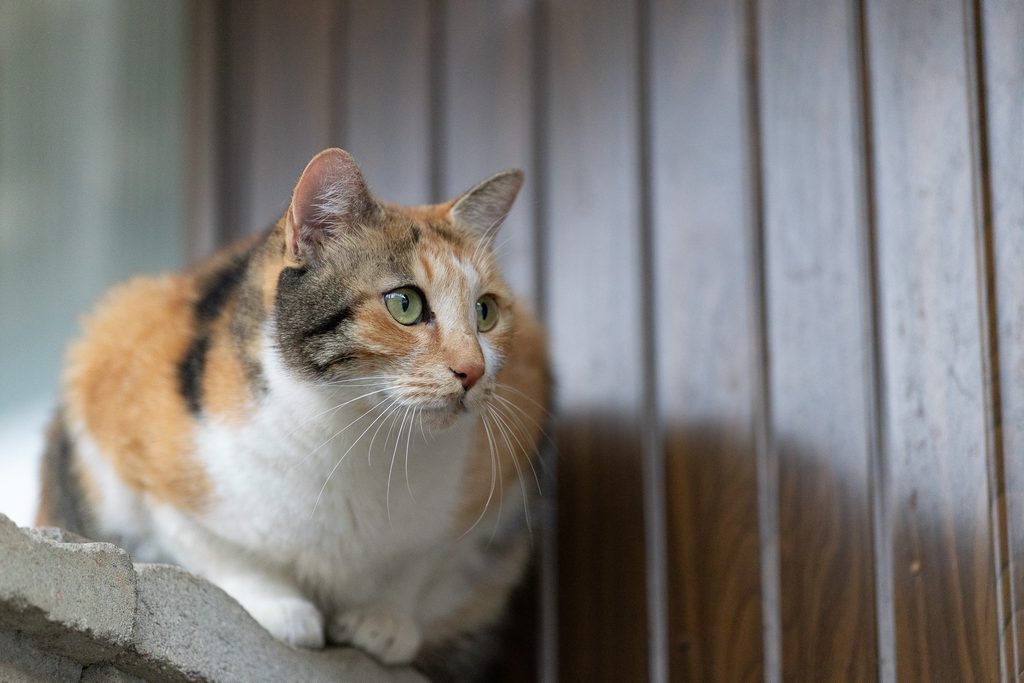 長湯温泉街の塀の上でこちらを見つめる三毛猫