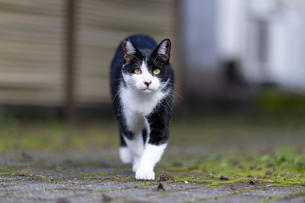 長湯温泉街でこちらへゆっくり歩いてくる白黒の猫