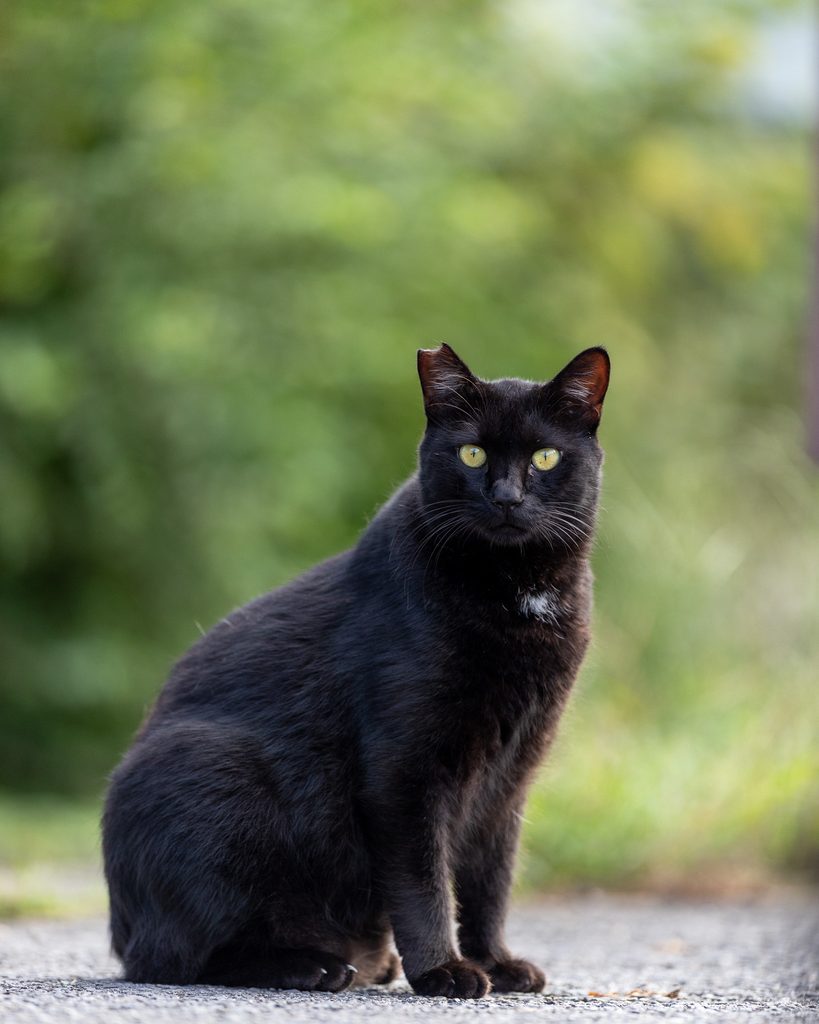 長湯温泉街でこちらを見つめる黒猫