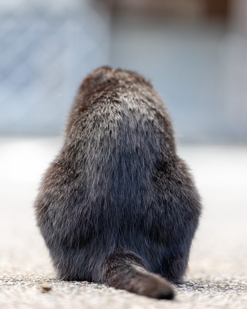 長湯温泉街で座る黒猫の丸い後ろ姿