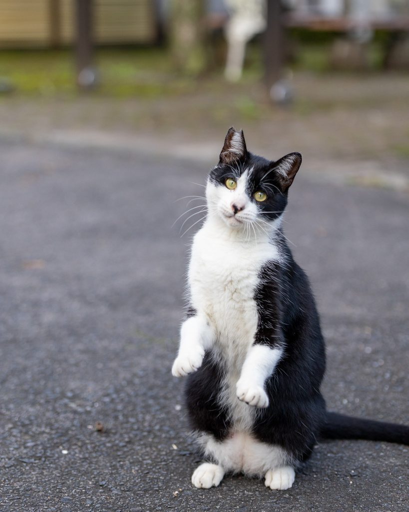 長湯温泉街で立ち上がってこちらを見る白黒の猫