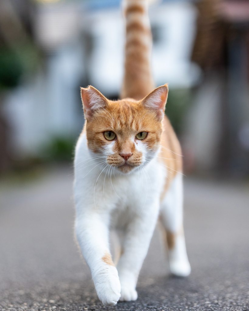 長湯温泉街でこちらを見ながら歩いてくる茶白の猫