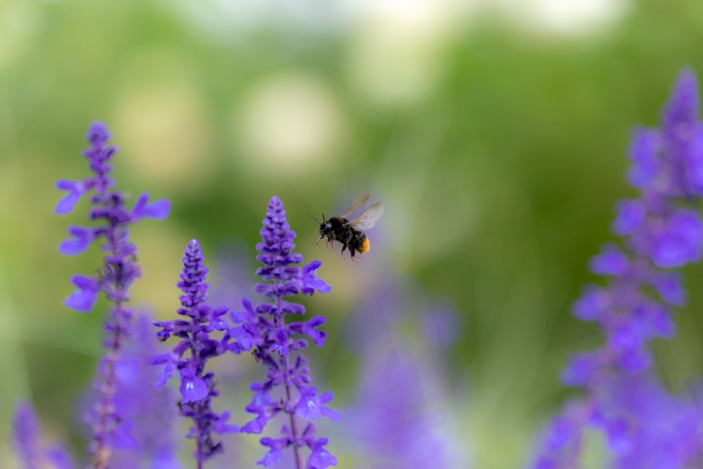 紫色の花のまわりを飛ぶ蜂を撮影した、くじゅう花公園の一枚