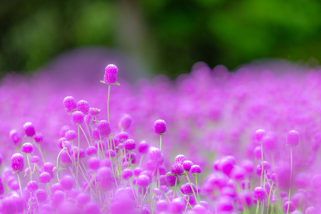 くじゅう花公園で一面に咲くピンク色の千日紅を望遠で切り取った写真