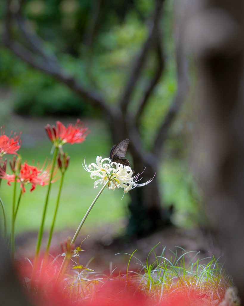 くじゅう花公園で白い彼岸花に止まる黒いアゲハチョウと赤い彼岸花