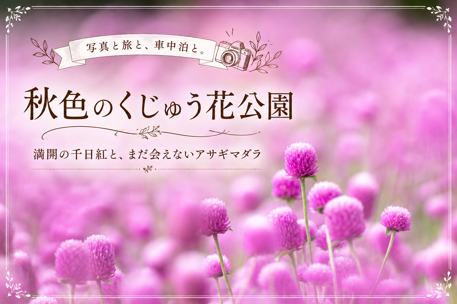 くじゅう花公園で咲くピンクの千日紅をやわらかく写したアイキャッチ画像